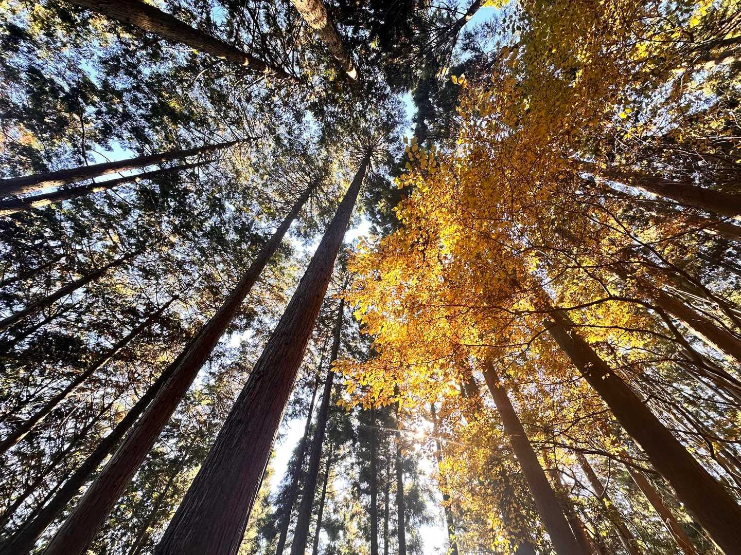 黄色もキレイ🍂
