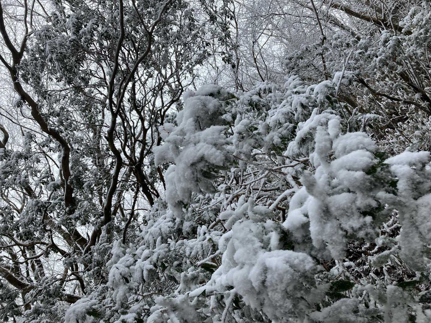 地蔵峠-大矢岳-大矢野岳-太郎ヶ迫-駒返峠 縦走コースの写真