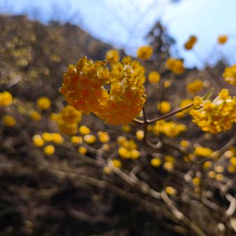 目の前のミツマタもトマト&ガーリック喜んでる気がする