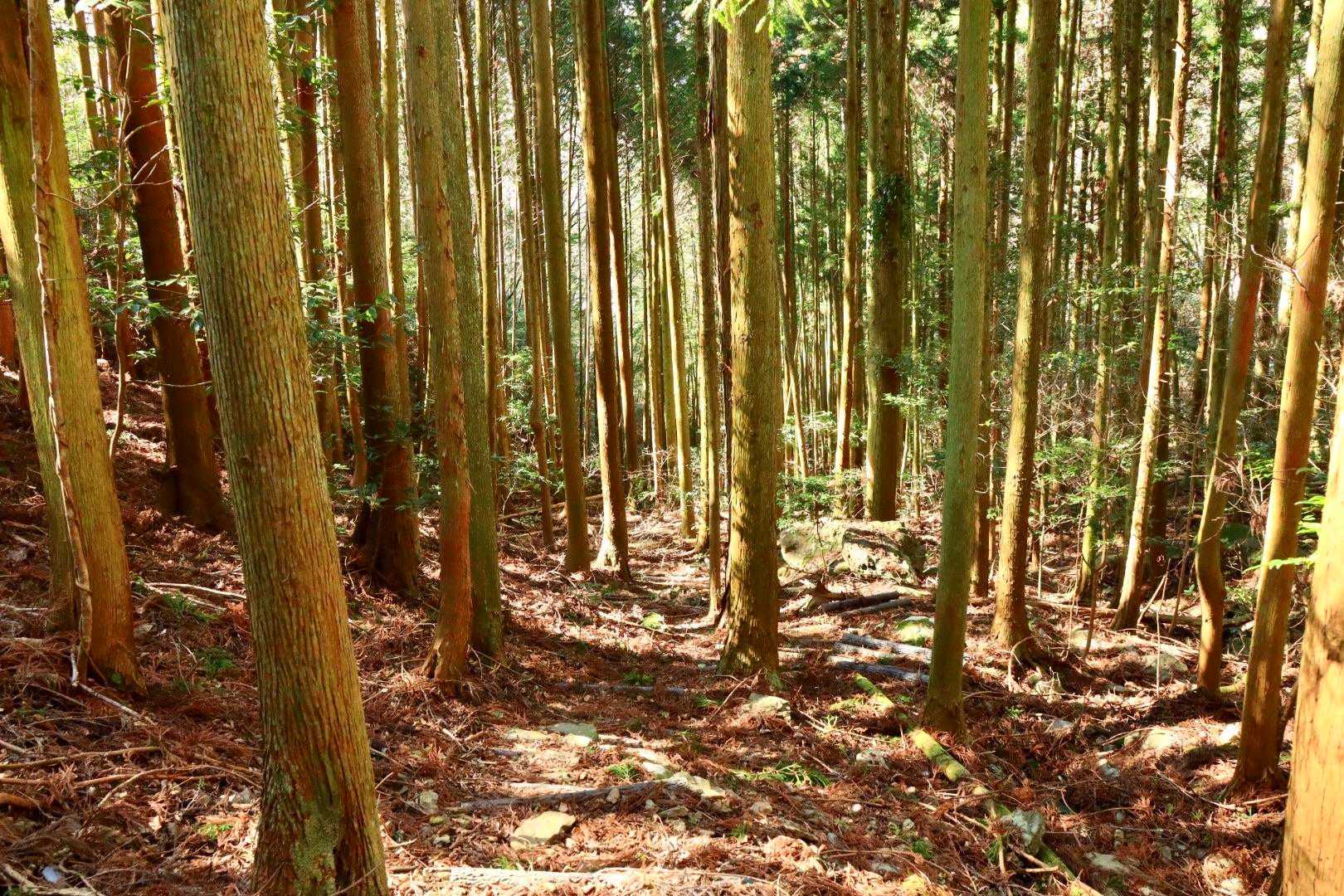 …米神山…ウワサには聴いていたがかなりな急登でしたな…。やれやれだ…。ホントやれやれだ…。