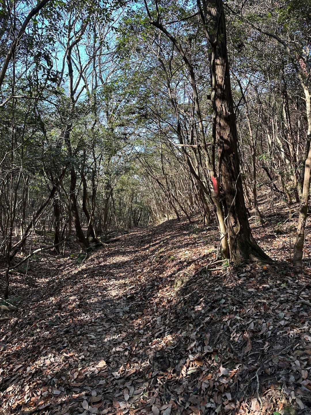 そこから下に少し歩いて下山路　マップルートには無い道だけど、綺麗に整備されてるようだ😊
ここではチイさんのログが凄く助けになった、ありがとうございます🙇‍♀️