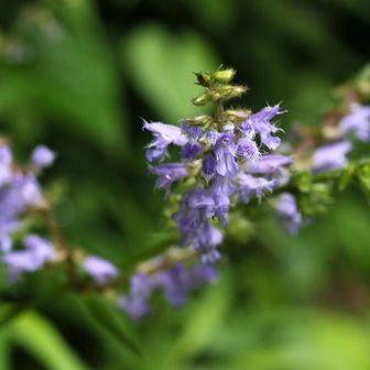 アキノタムラソウ？花はにてるけど。
