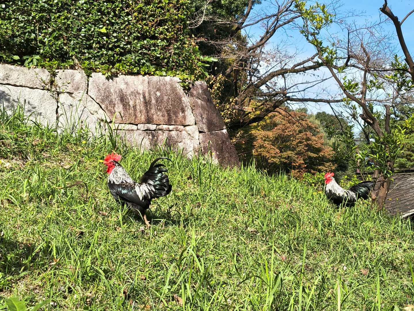 古民家の辺りで活動中🐓⸒⸒