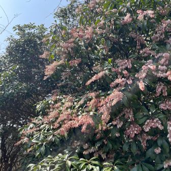 ピンクの馬酔木