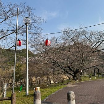 ライトアップがあるみたいですね