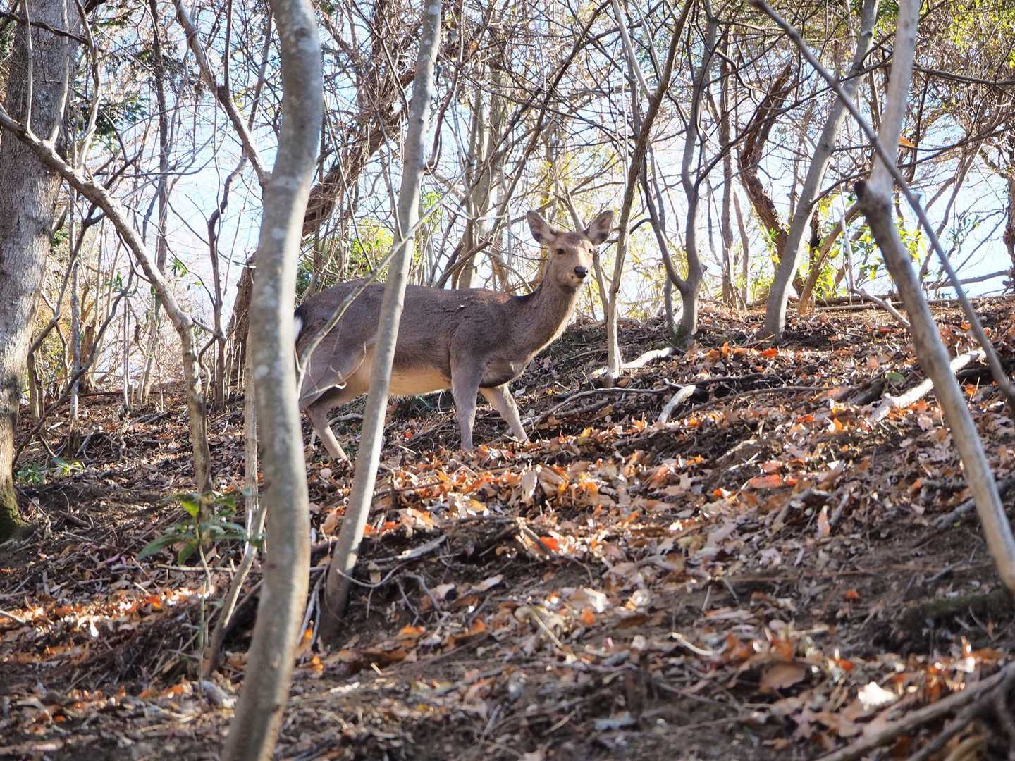久しぶりに山で動物🦌に会いました😀