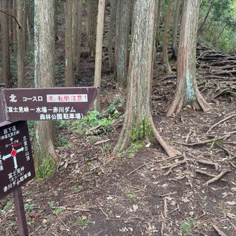 北コースを抜けて最後の根っこ道。と思いきや根っこのところは最低限でよいように整備されている。根っこ道は危ないものね
