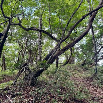 ２座目 金山谷ノ頭get〜②ᨒ𖡼.𖤣𖥧