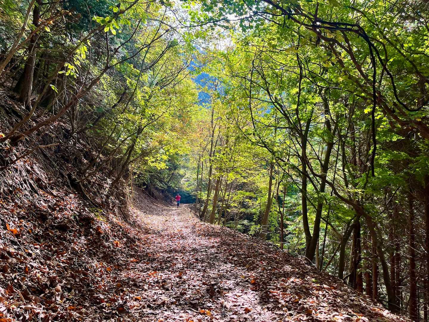 下りは得意なので、毎度のことながら爆走タイム。登りで遅くなった分巻き返し🏃‍♀️
山に慣れてきたからか、比較的スムーズに走れました。（登り返しはもちろん歩く😛）