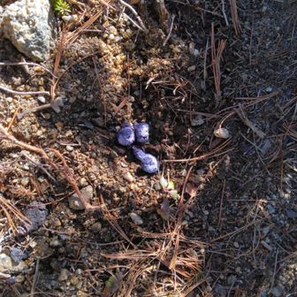 雷鳥さんは見れなかったけど痕跡ガンコウランの実を食べてるので黒紫色　所々にあったので居ますね