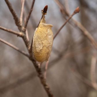 ウスタビラカの蛹