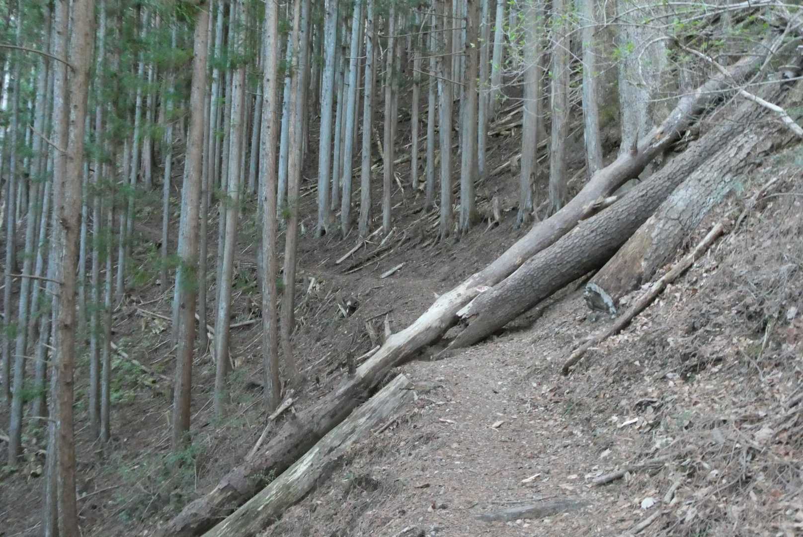道を塞ぐ倒木がかなりの数ありました🪵