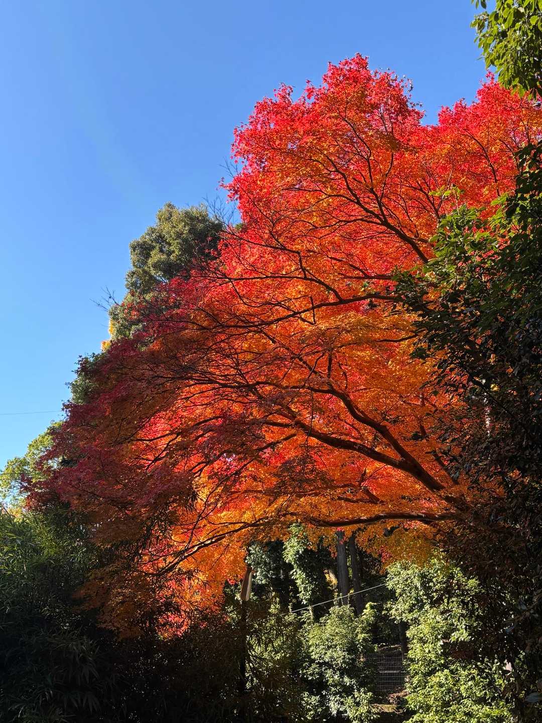 八神社登山口-大文字山 往復コースの写真