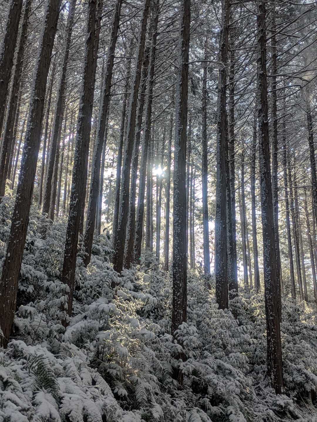 雪があるだけでこんなにも神々しい
