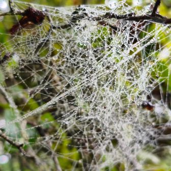 芸術品だらけ🕸️