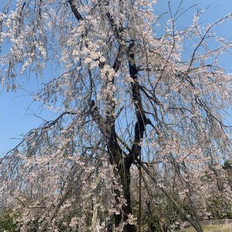 枝垂桜満開🌸