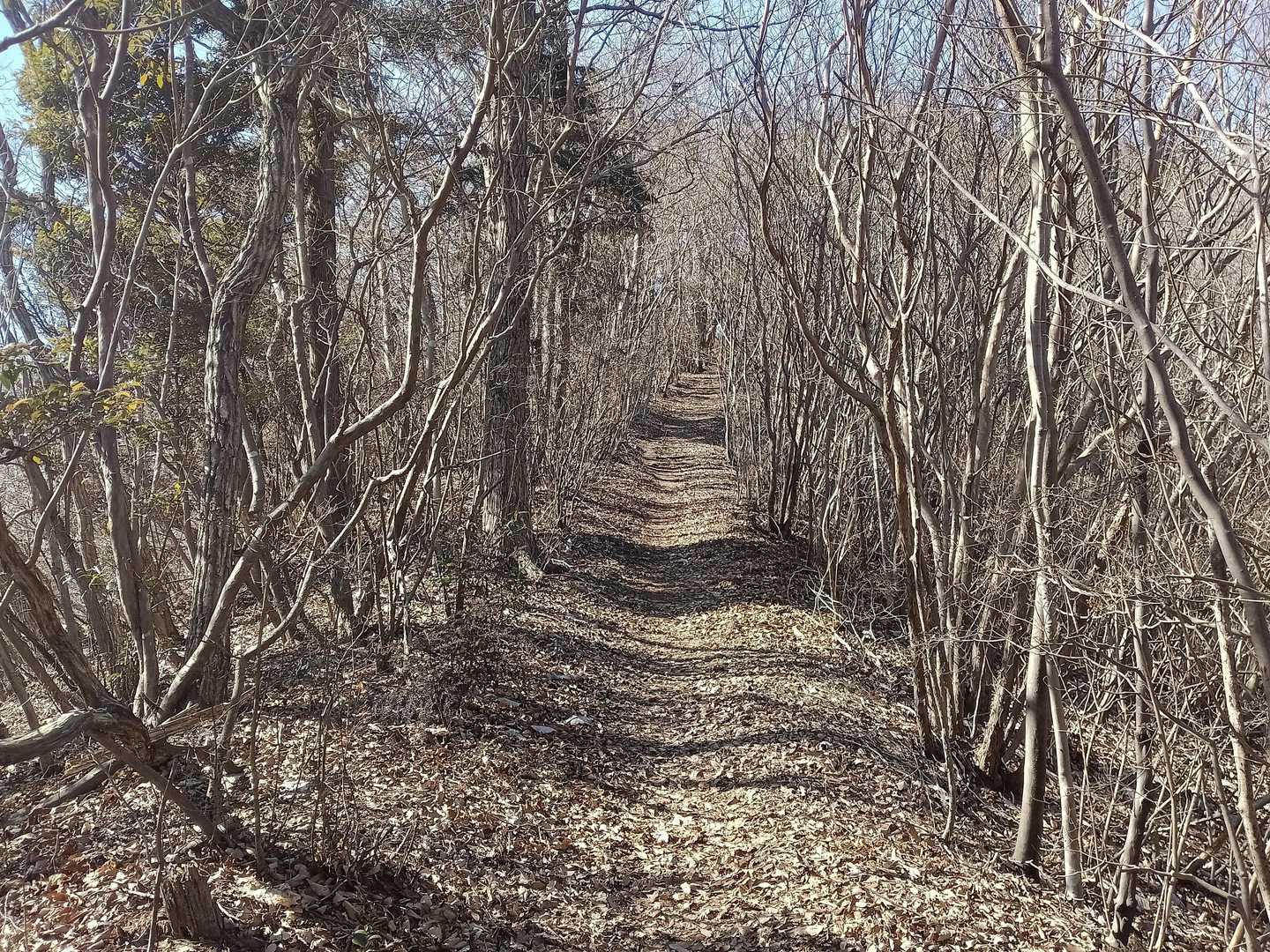 細い樹林に囲まれた登山道