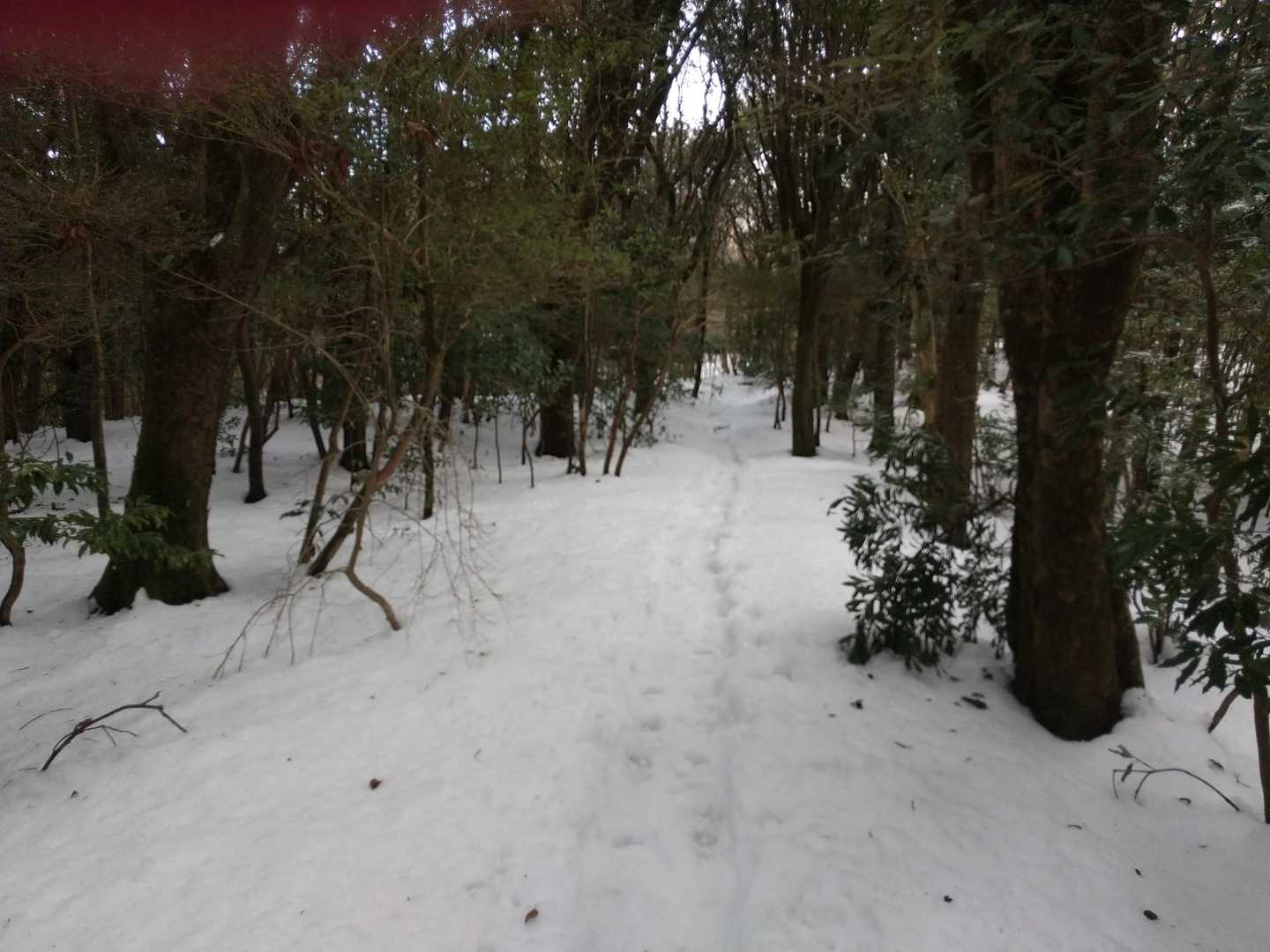 椎原峠-唐人の舞 往復コースの写真