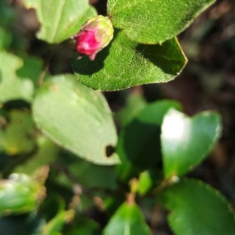 コウヤボウキの蕾
見〜つけ