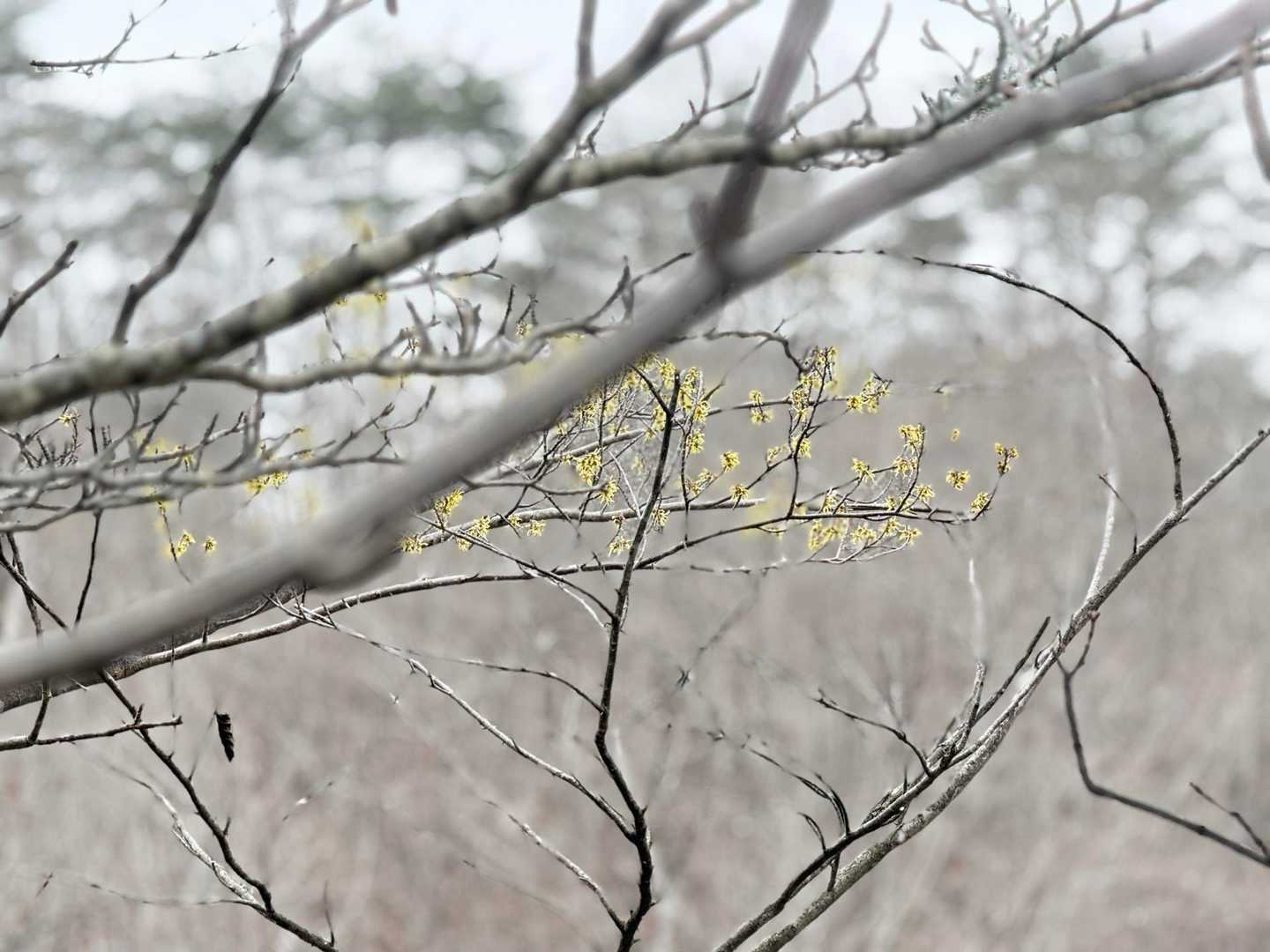 💛