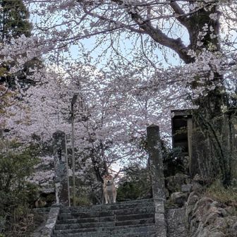 ワンちゃんに見送られて