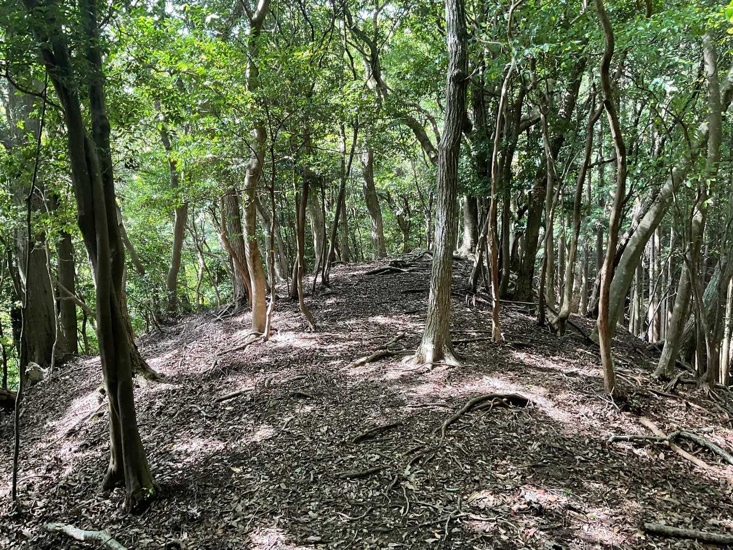 飯盛山-長者ヶ峰 往復コースの写真