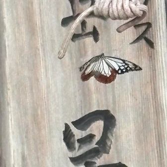 アサギマダラ居た〜🤩