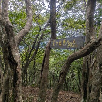 笙ヶ岳東