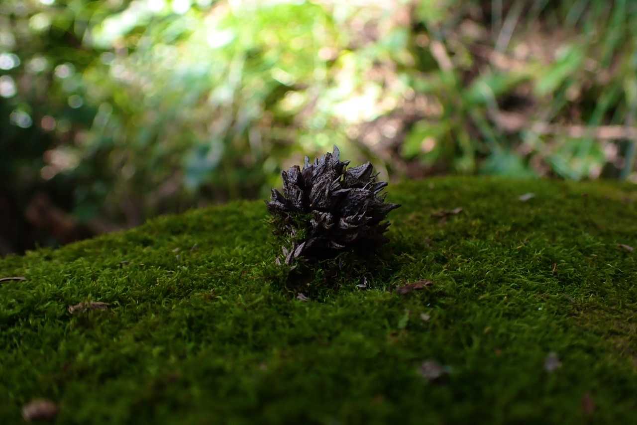 自然のオブジェ