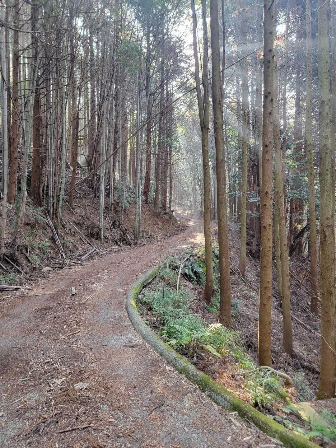 ずーっと舗装された登山道