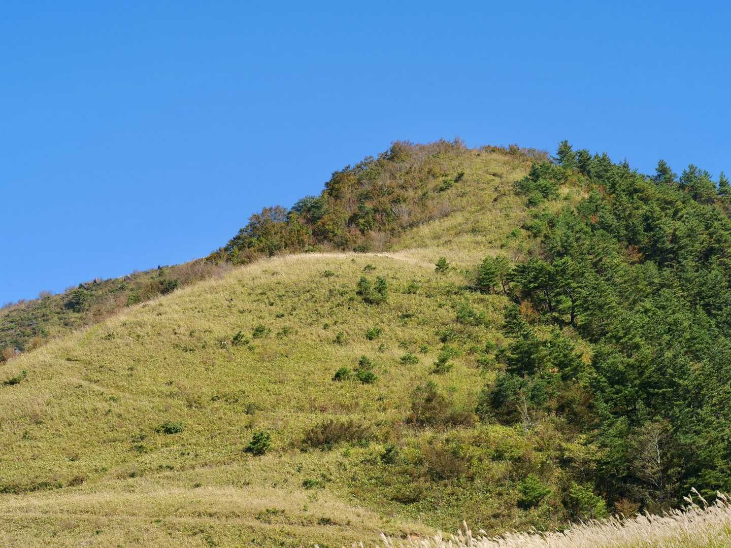 若杉山 往復コースの写真