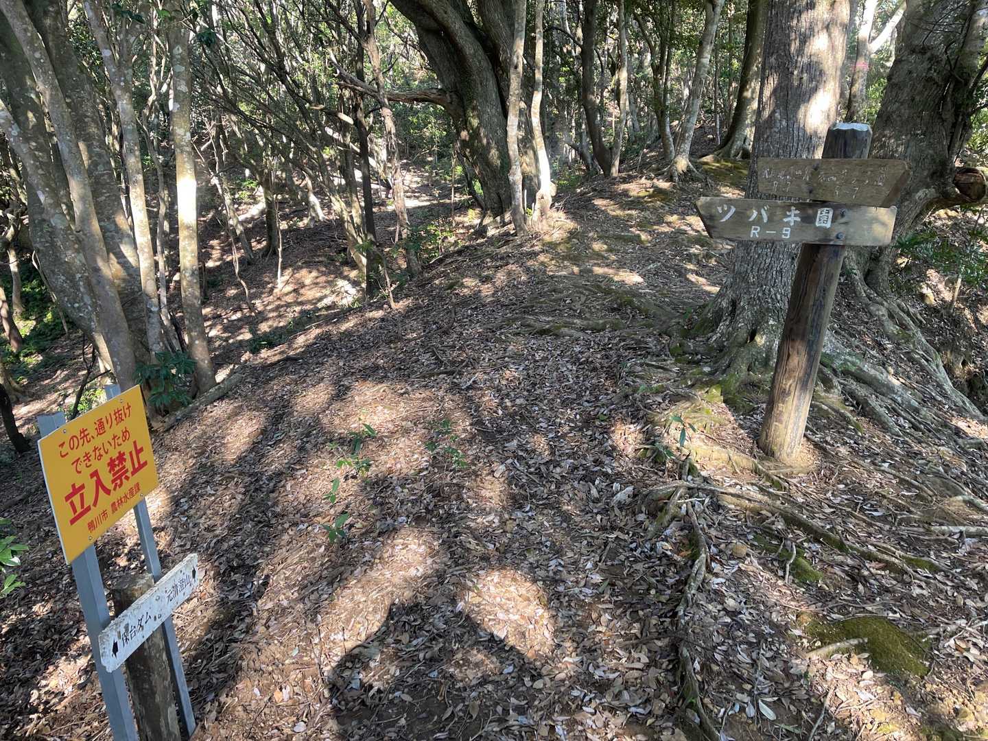 ツバキ園とかあるみたいです。