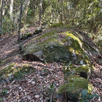 亀石　後ろから