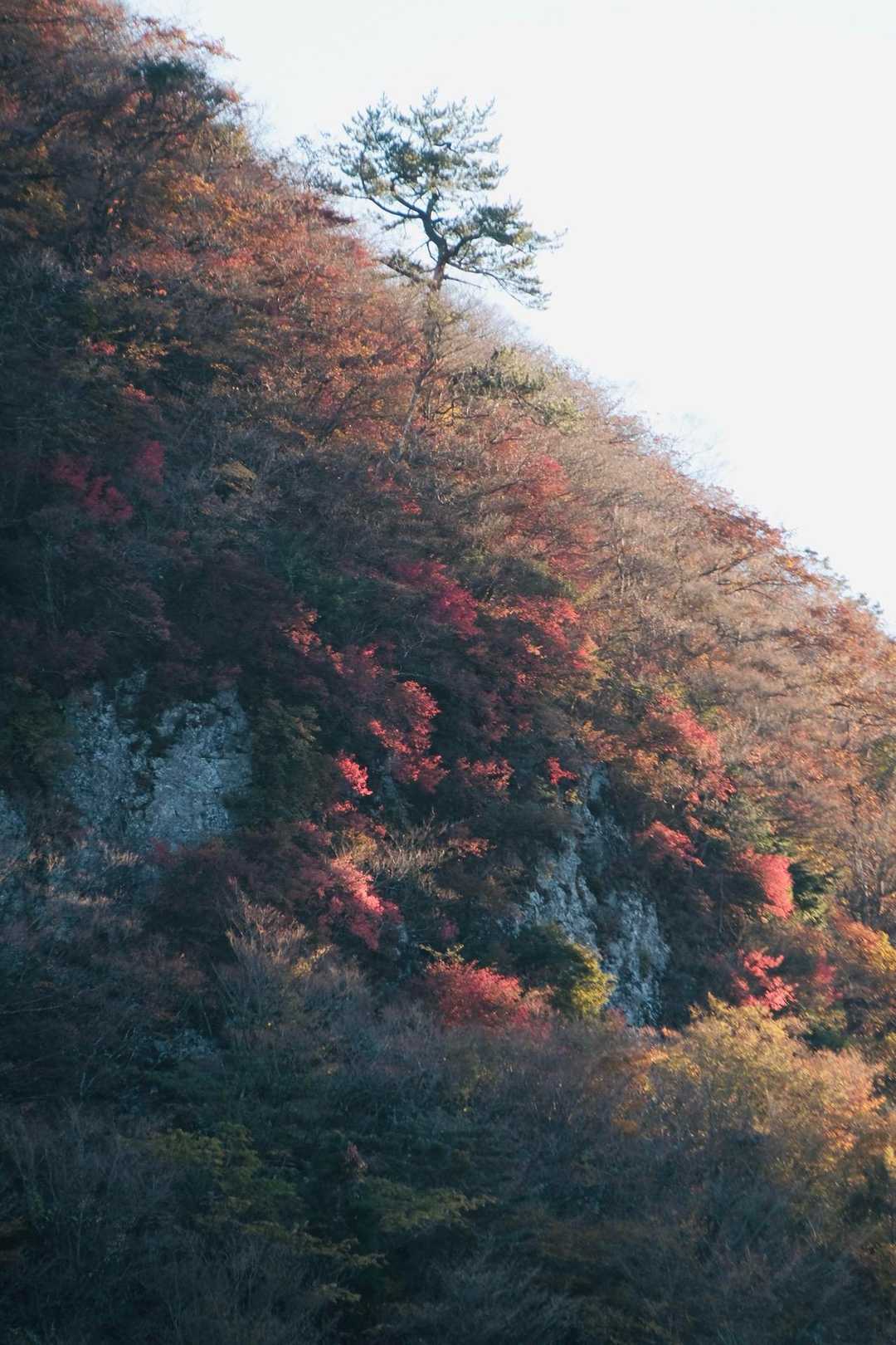 鷹巣山登山口-三ノ岳 周回コースの写真