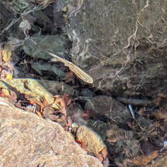 山女魚さんかな⁉️
