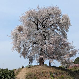 駐車場から天保古山まで15分くらい
駐車場は15台くらい駐車できます、みかん畑直下にも駐車スペースありますが
軽はOKな狭い道あります。
大型車は気をつけて。