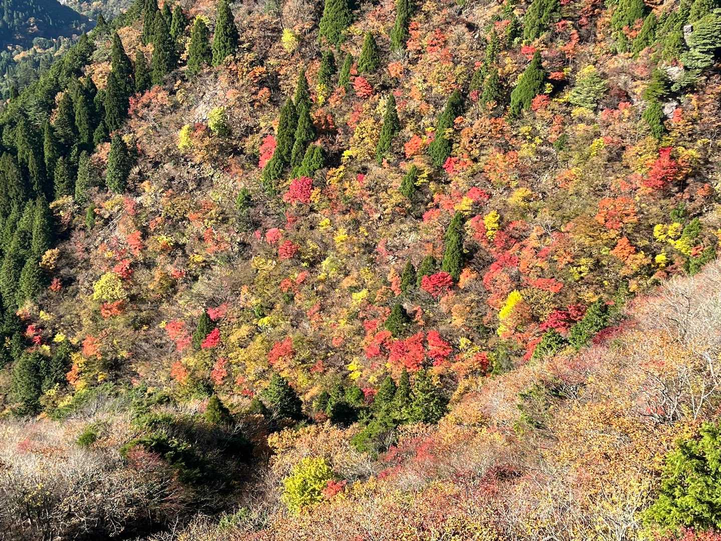 紅葉🍁