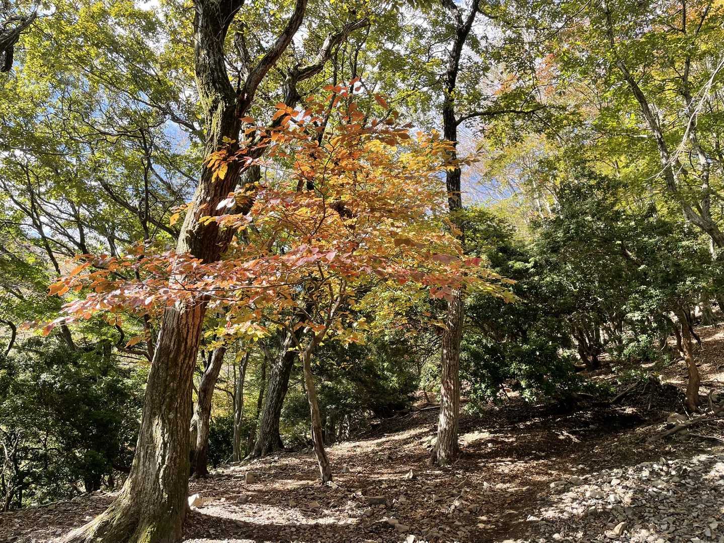 北尾根-入道ヶ岳-二本松 周回コースの写真