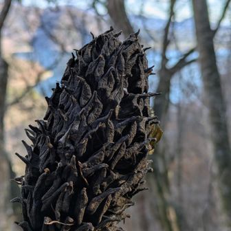 見覚えある実？