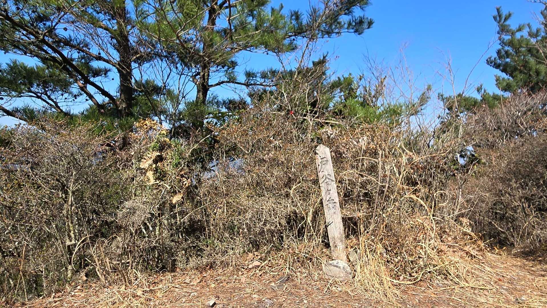 戸谷ヶ岳の山頂標
松が成長している