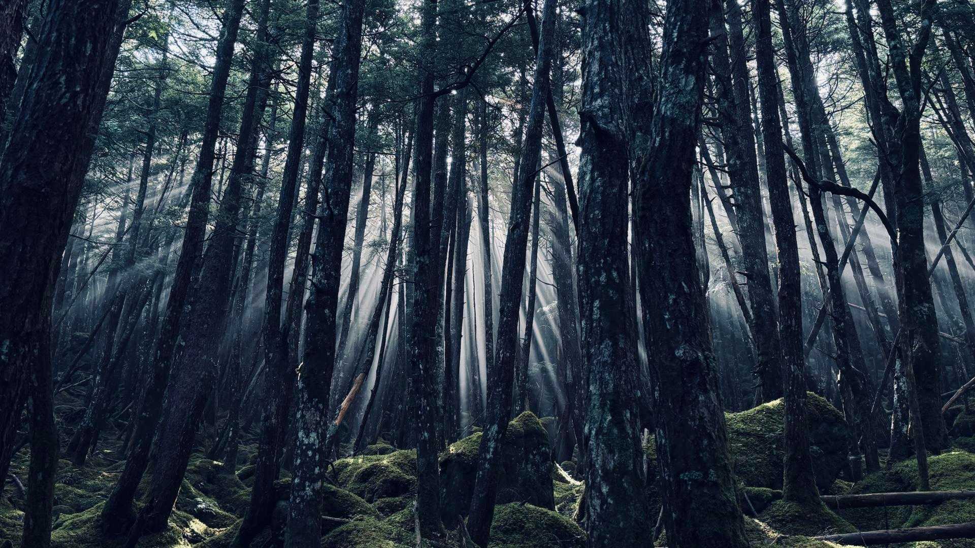 白駒池コース | 苔むした原生林と神秘の水面。北八ヶ岳特有の情景を見下ろす岩峰の写真