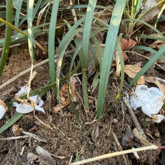 小ぶりながらどれも綺麗です✨