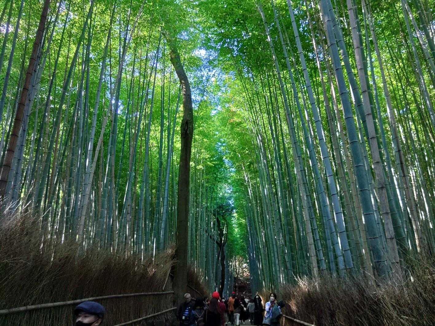 光が幻想的
