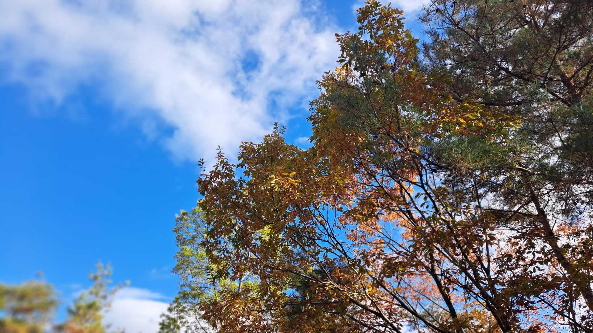 青空だけど､パラパラっとしたのは 🅿️についてからだったので､セーフ_( '꒳'  )_