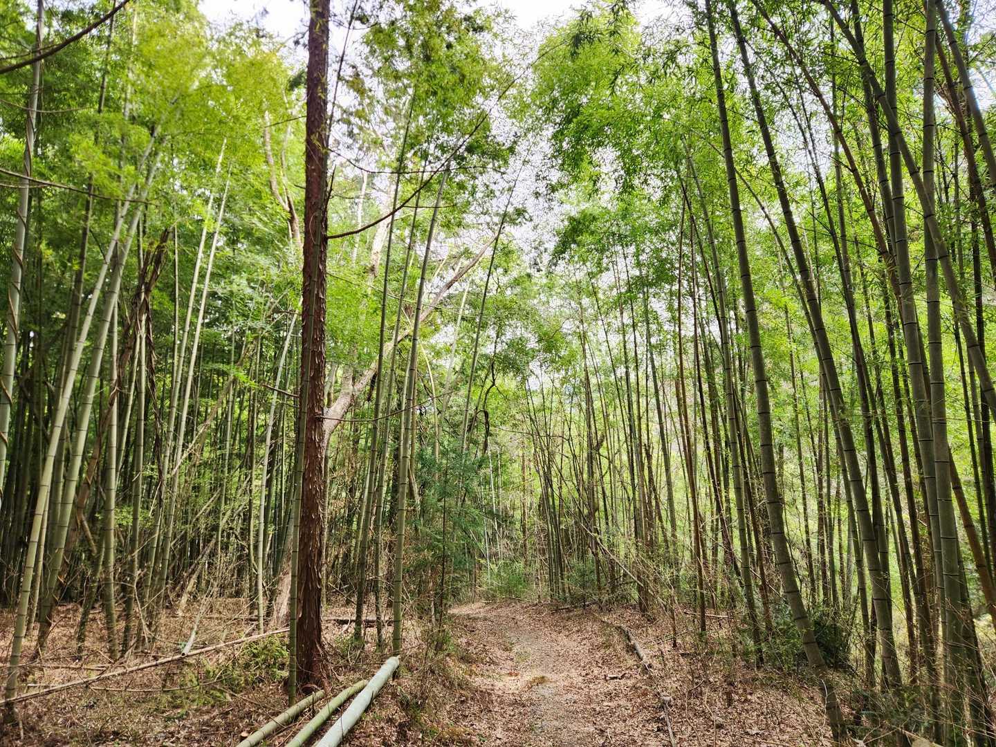 急に竹林になって景色が変わりました。