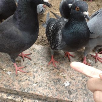 大阪市 鳩に指くわえられたの初めて。
大阪でもこれは慣れ過ぎ🤣
ゆうさんのセリフが出そうになる🤭