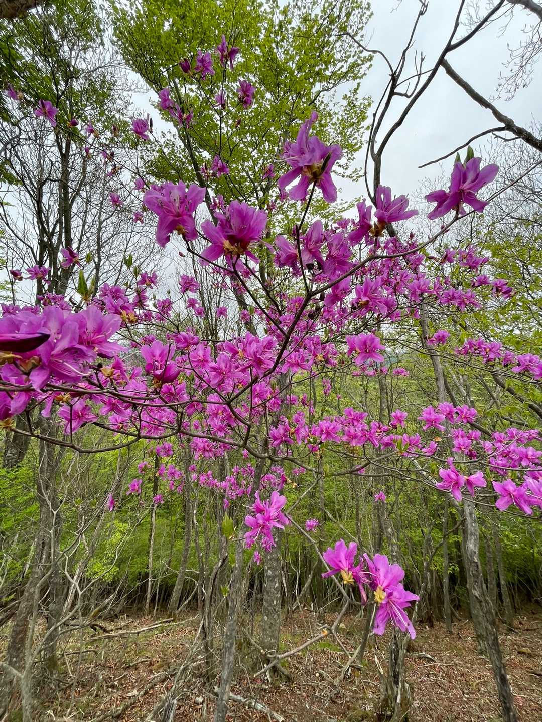 綺麗だな〜
お山で季節のお花が見られるって幸せです。