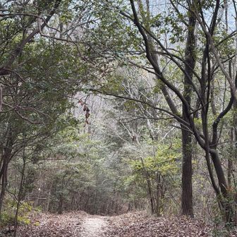 このルートで一番の急登（激下り）ですが、距離が短くてやさしい。