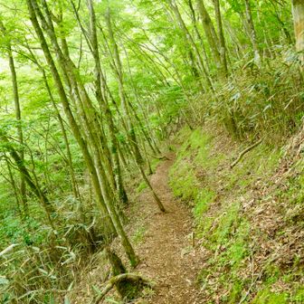 気持ち良く歩ける登山道☺️