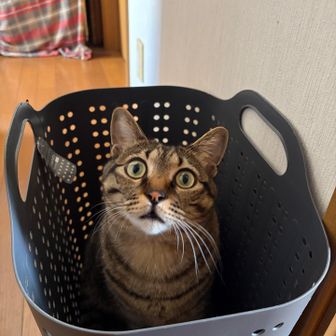まさとが